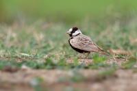 Skrivan obojkovy - Eremopterix nigriceps - Black-crowned Sparrow-Lark 3472